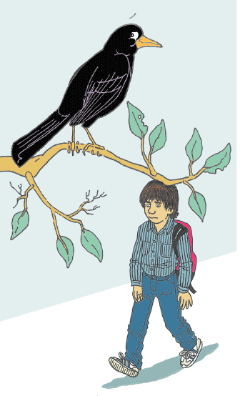 Bird